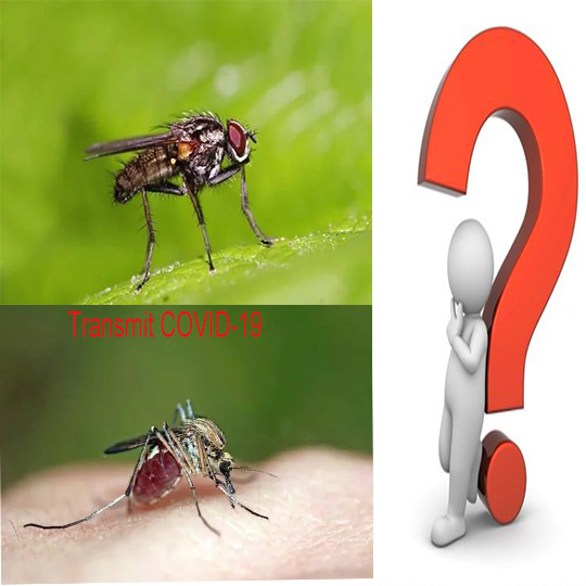¿Se propagará el COVID-19 a través de moscas domésticas o mosquitos?